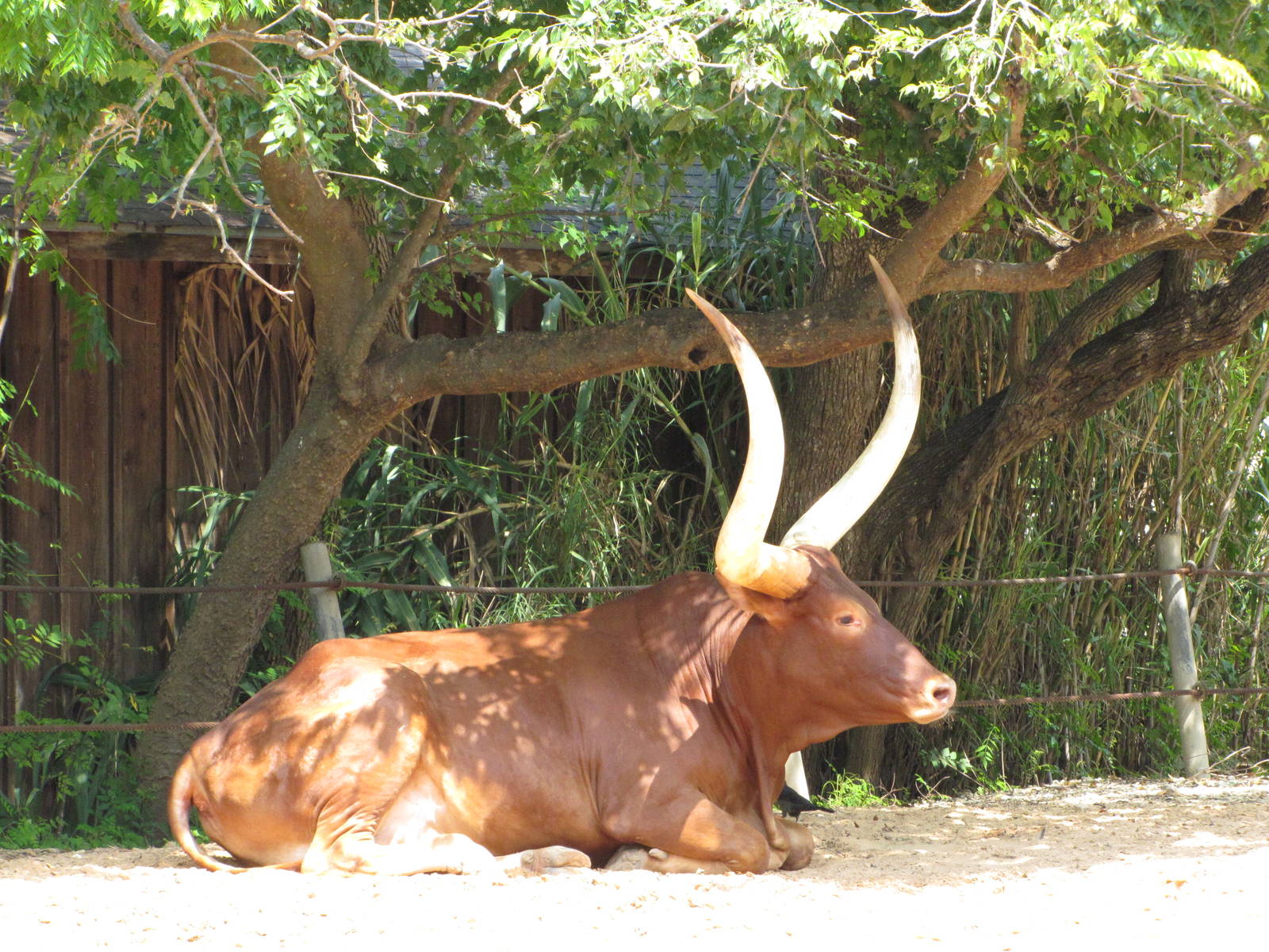 Houston Zoo 2010 - Ankole Cattle