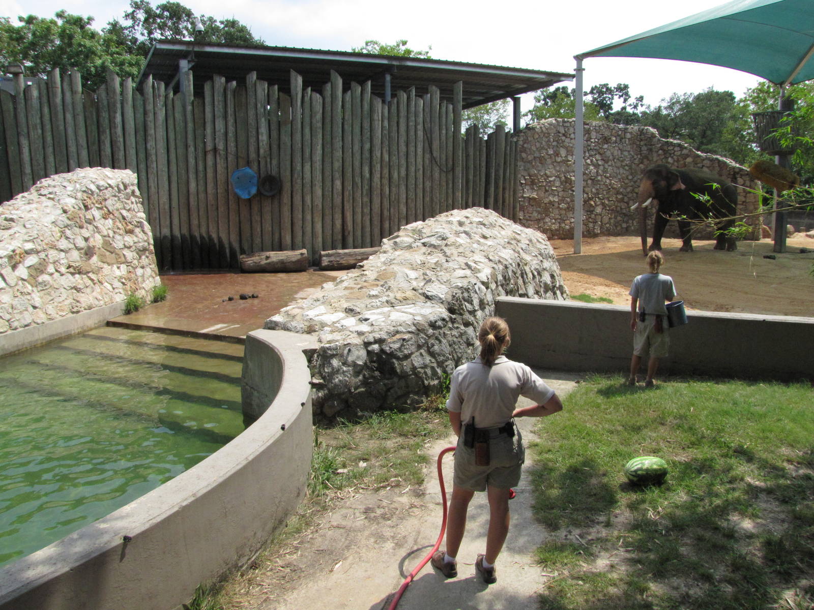 Houston Zoo 2010 - Bath time in the Asiatic Elephant complex