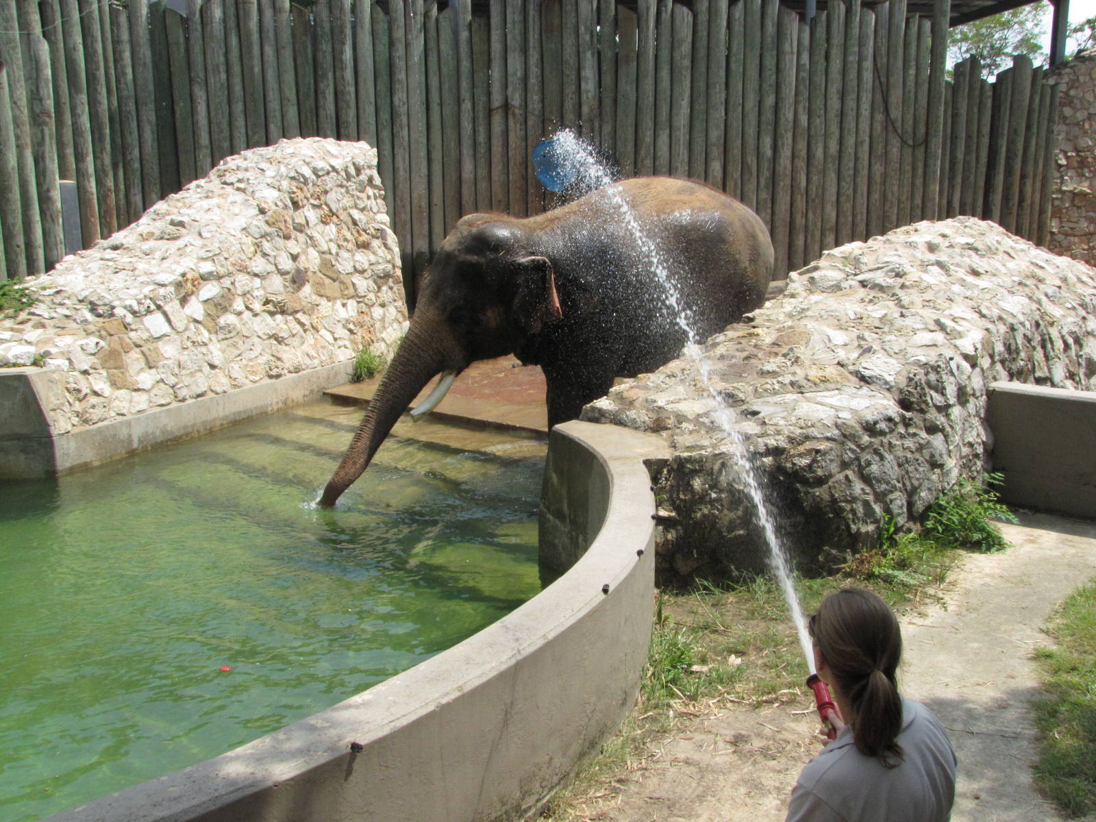 Houston Zoo 2010 - Bath time in the Asiatic Elephant complex