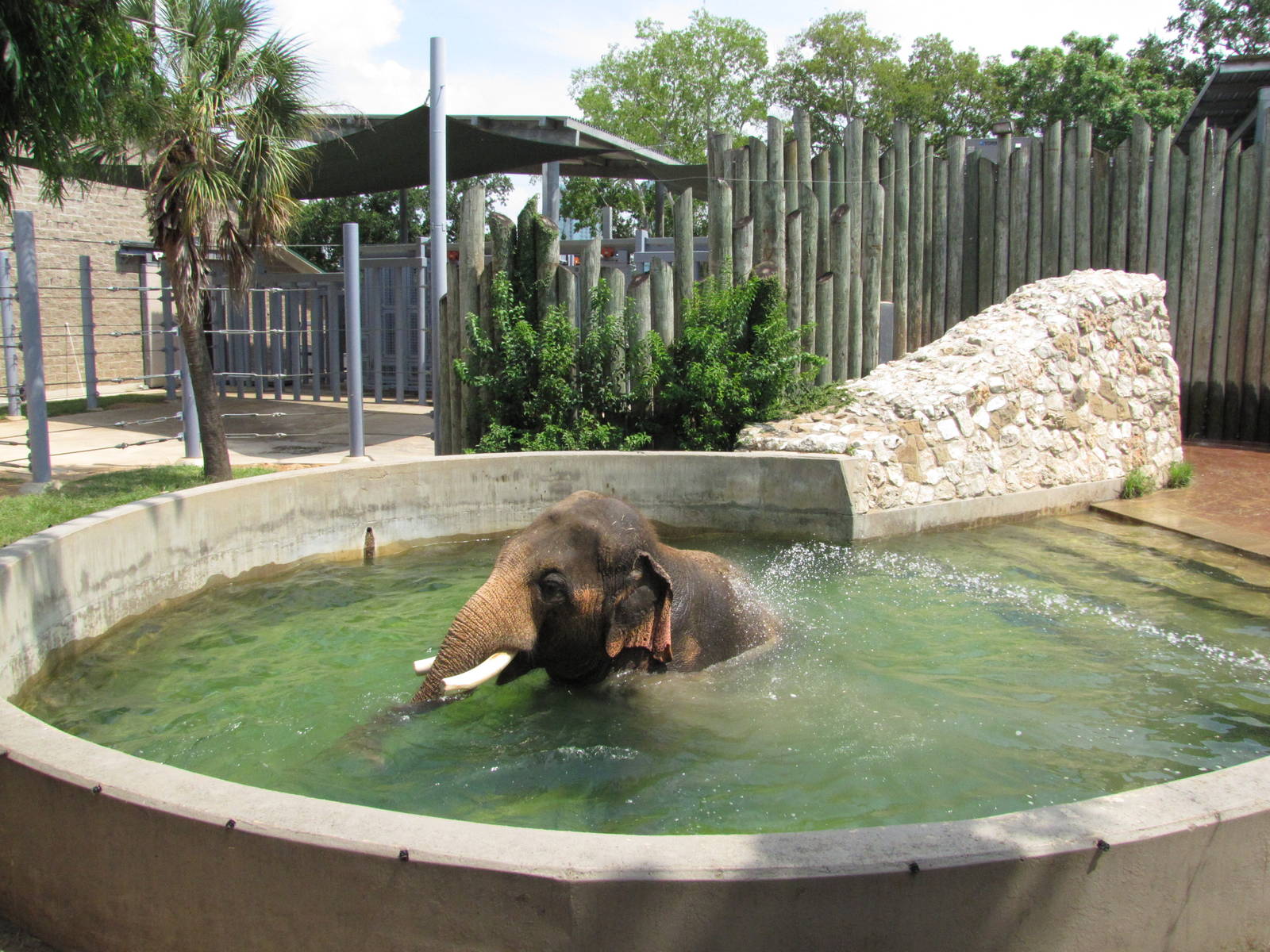 Houston Zoo 2010 - Bath time in the Asiatic Elephant complex