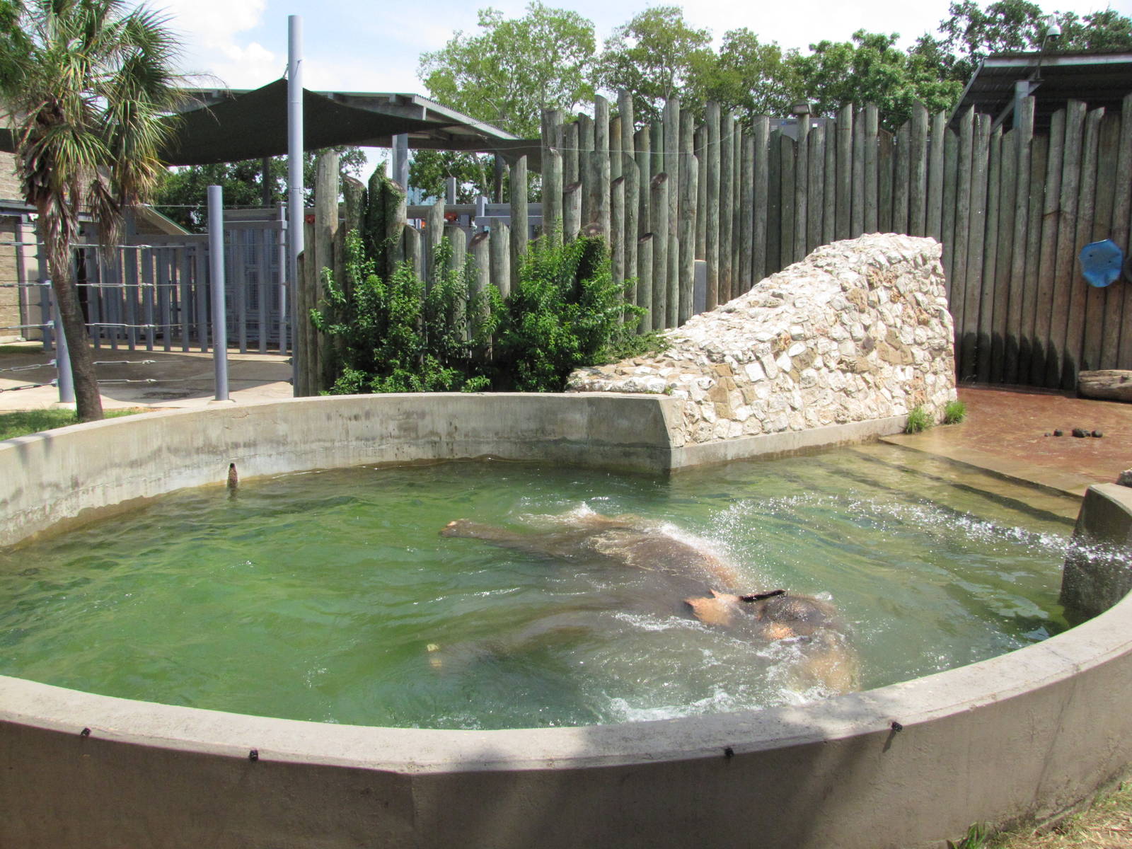 Houston Zoo 2010 - Bath time in the Asiatic Elephant complex