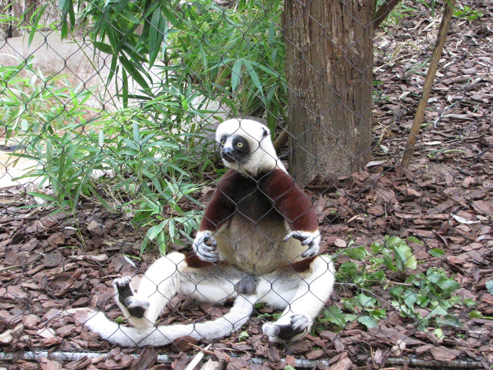 Houston Zoo 2010 - Coquerels Sifaka in Wortham World of Primates