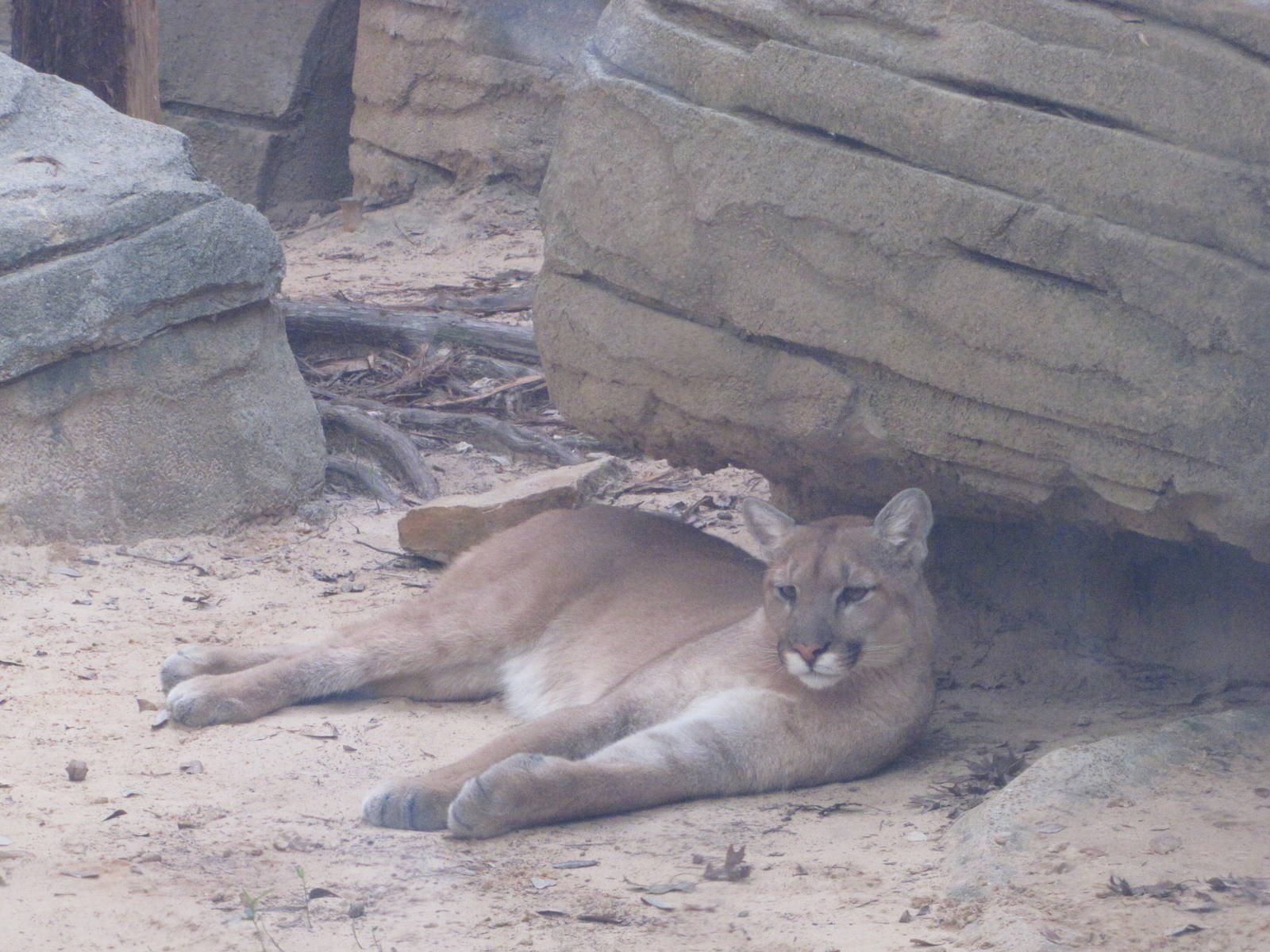 Houston Zoo 2010 - Cougar