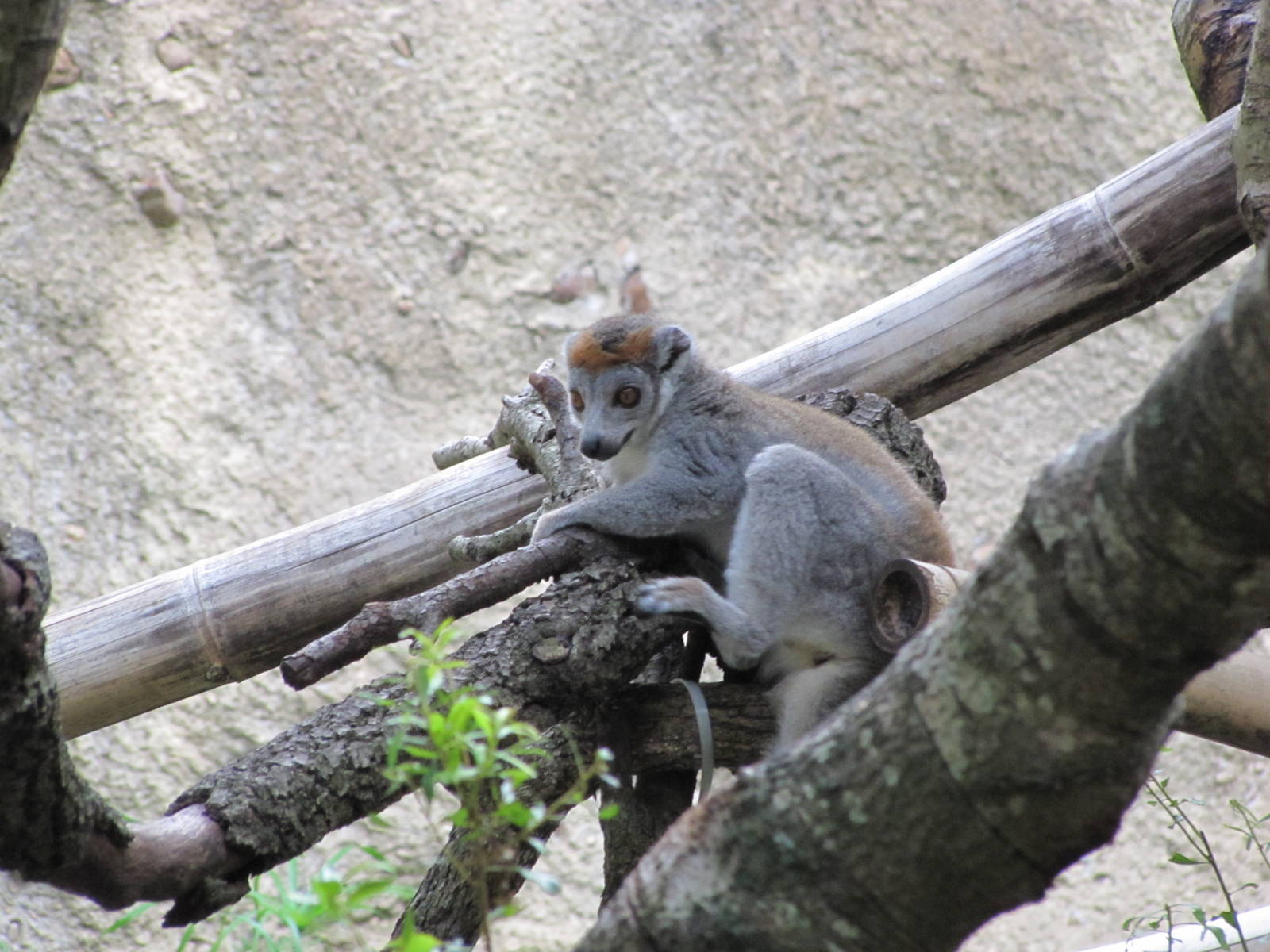 Houston Zoo 2010 - Crowned Lemur in Wortham World of Primates