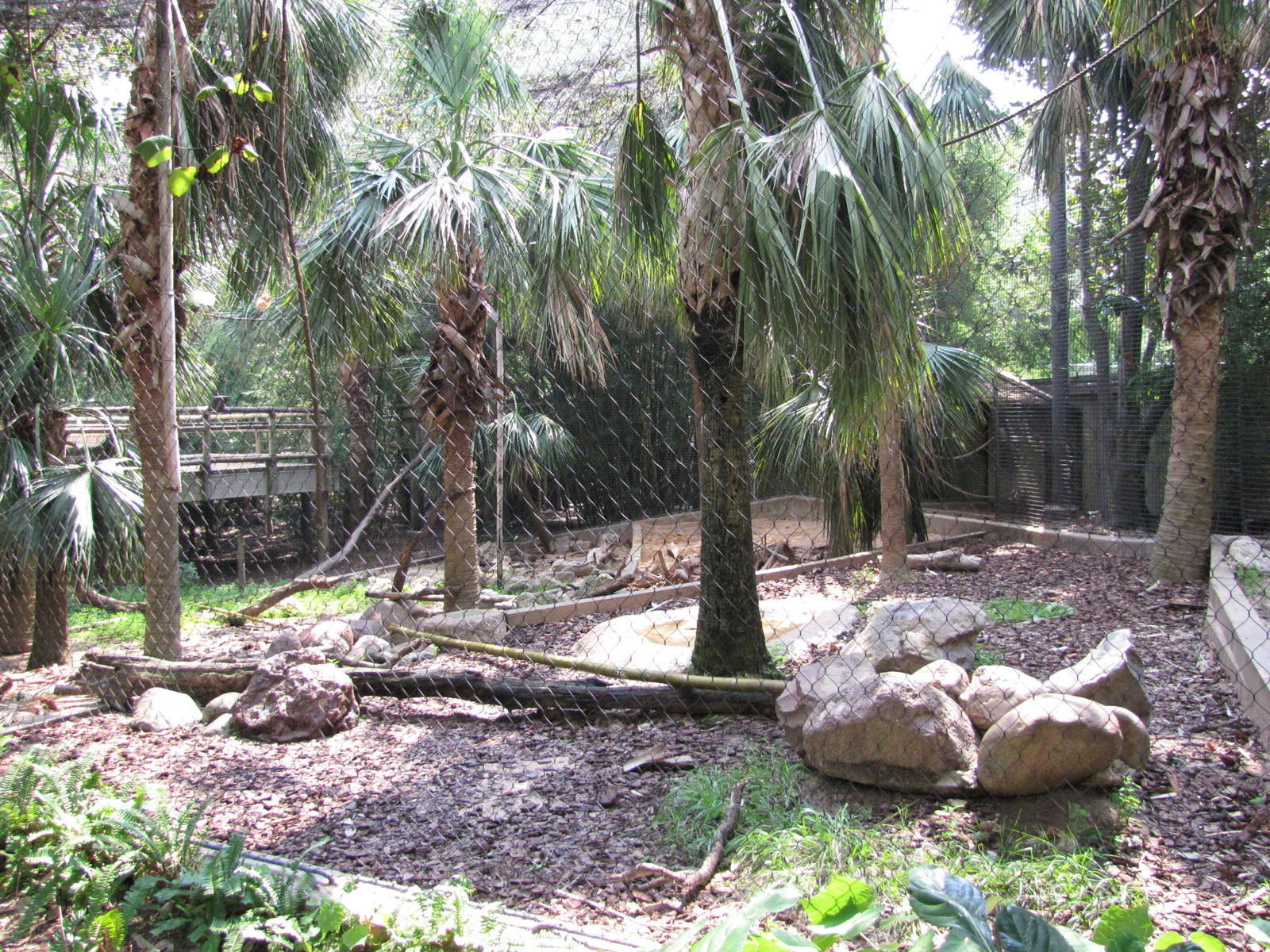 Houston Zoo 2010 - DeBrazza Monkey exhibit in Wortham World of Primates