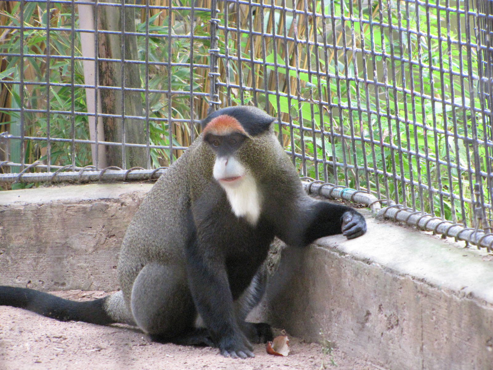 Houston Zoo 2010 - DeBrazza Monkey in Wortham World of Primates