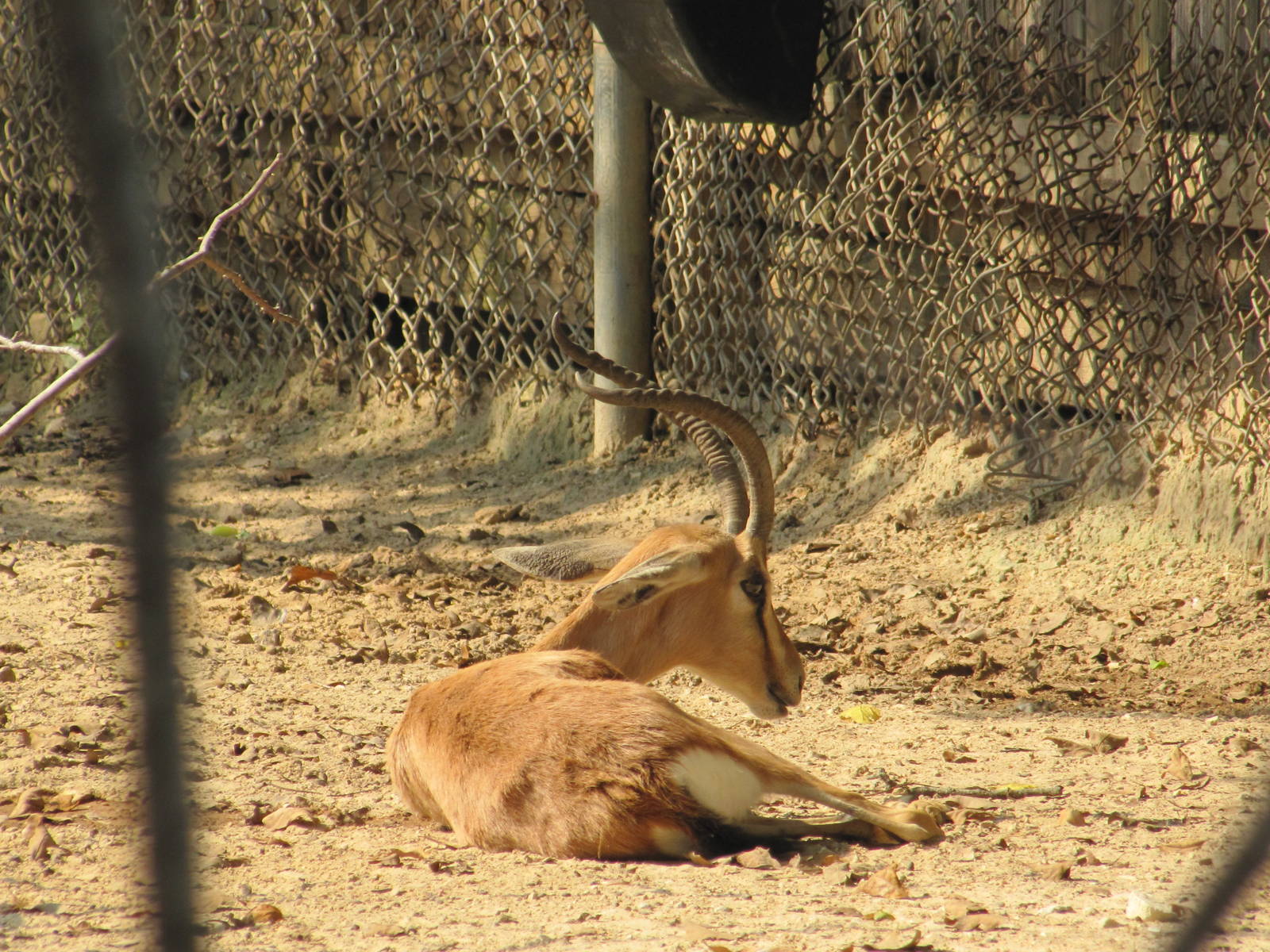 Houston Zoo 2010 - Dorcas Gazelle