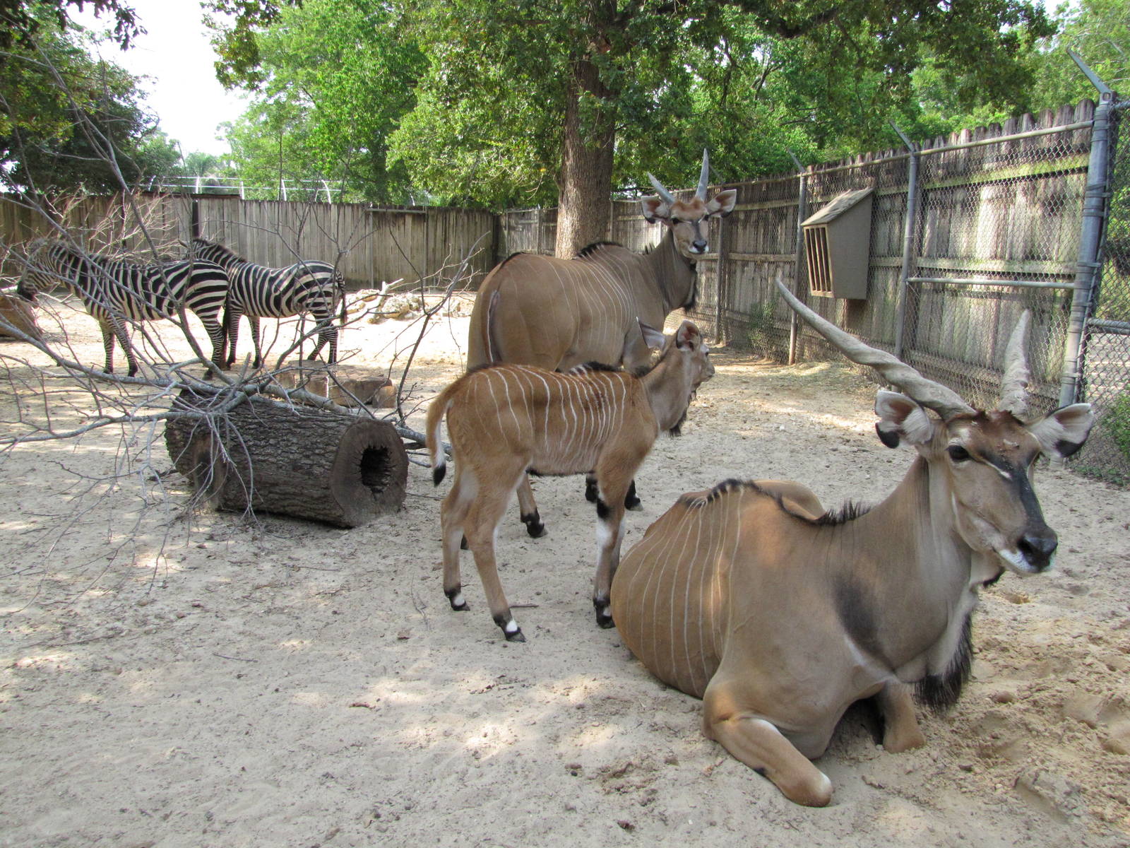 Houston Zoo 2010 - Giant Eland and Grants Zebra