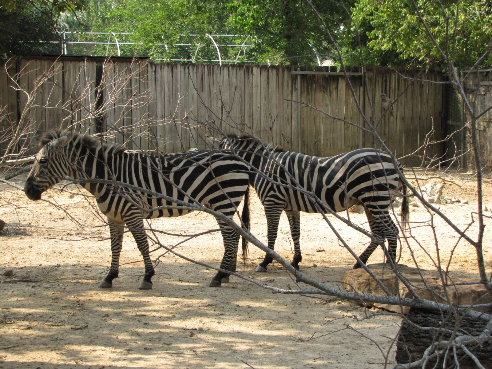 Houston Zoo 2010 - Grants Zebra