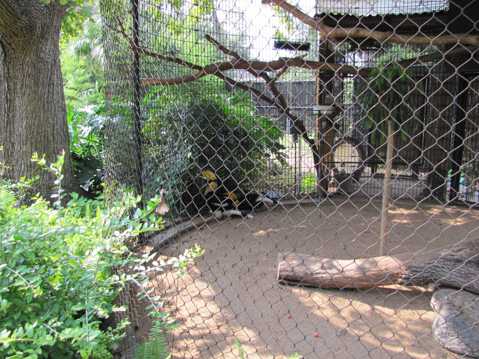 Houston Zoo 2010 - Great Hornbills in the Fischer Bird Garden