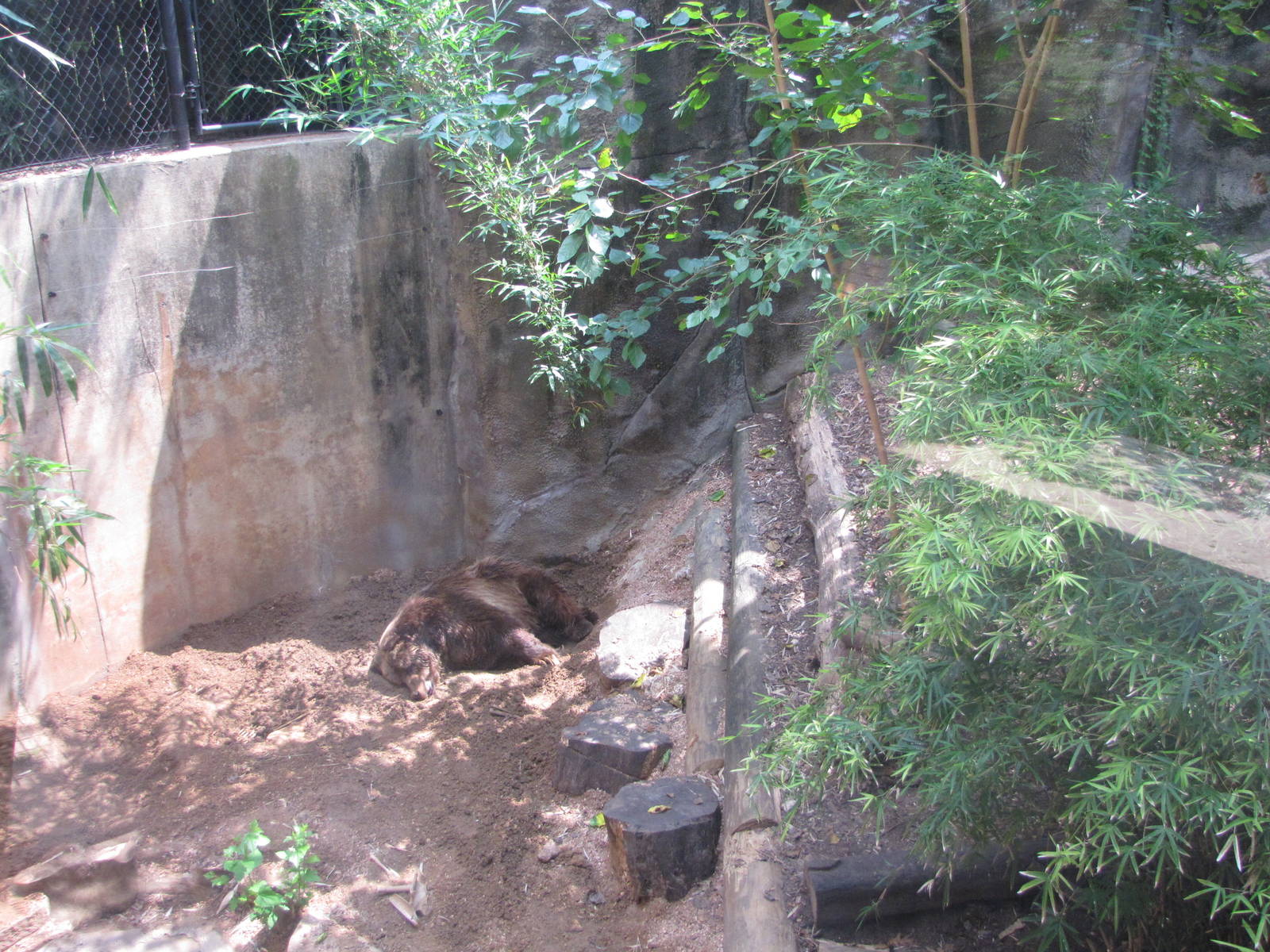 Houston Zoo 2010 - Grizzly Bear