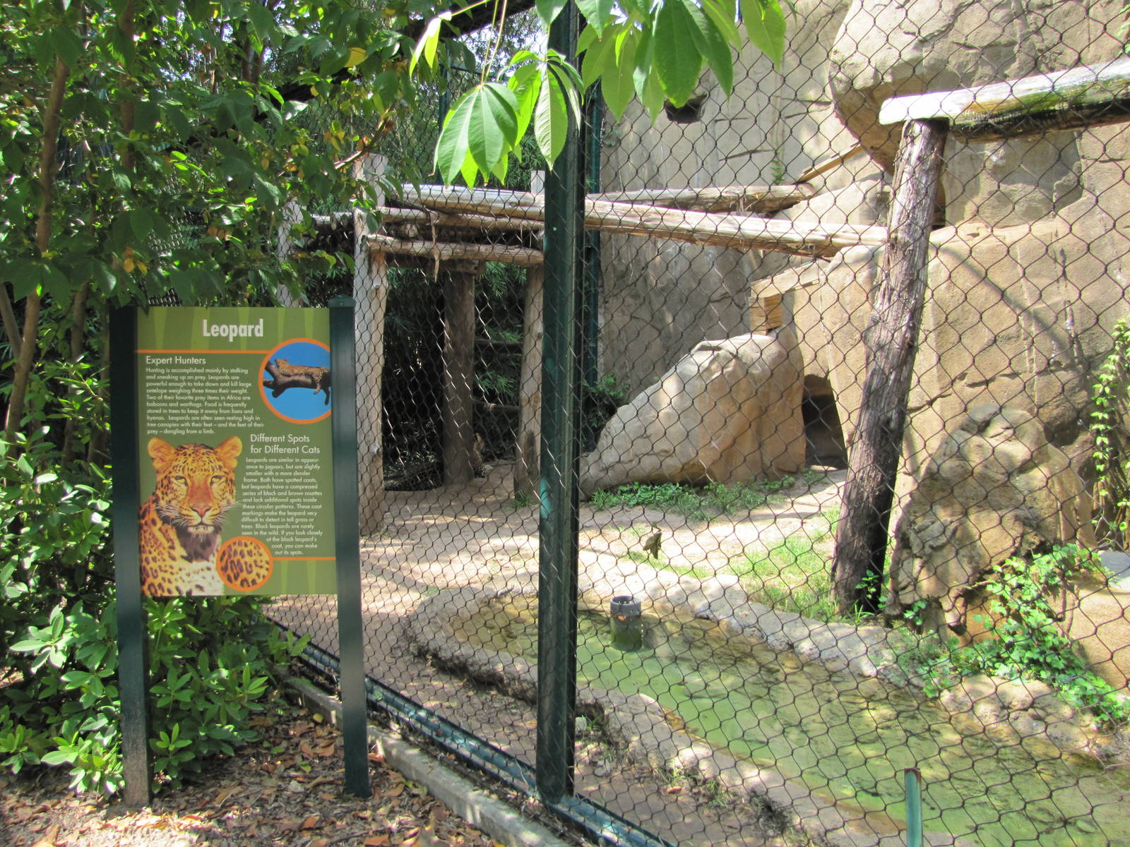 Houston Zoo 2010 - Jaguar in a Leopard exhibit