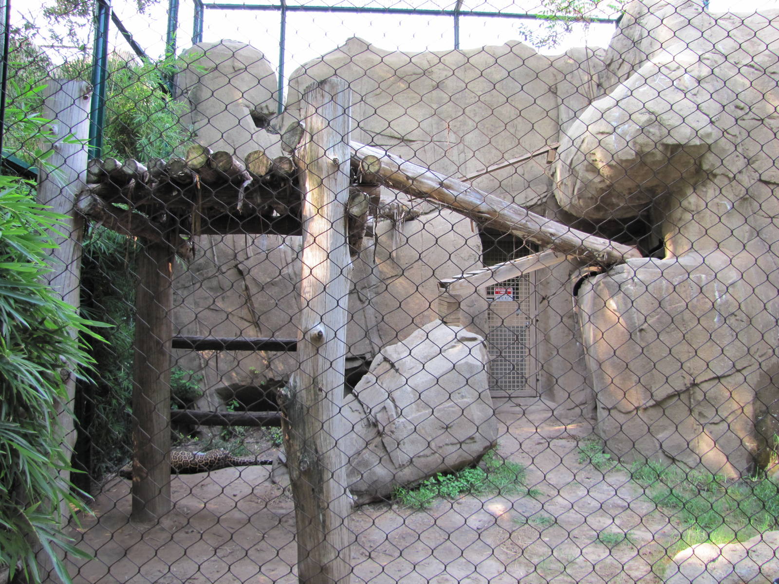 Houston Zoo 2010 - Jaguar in a Leopard exhibit