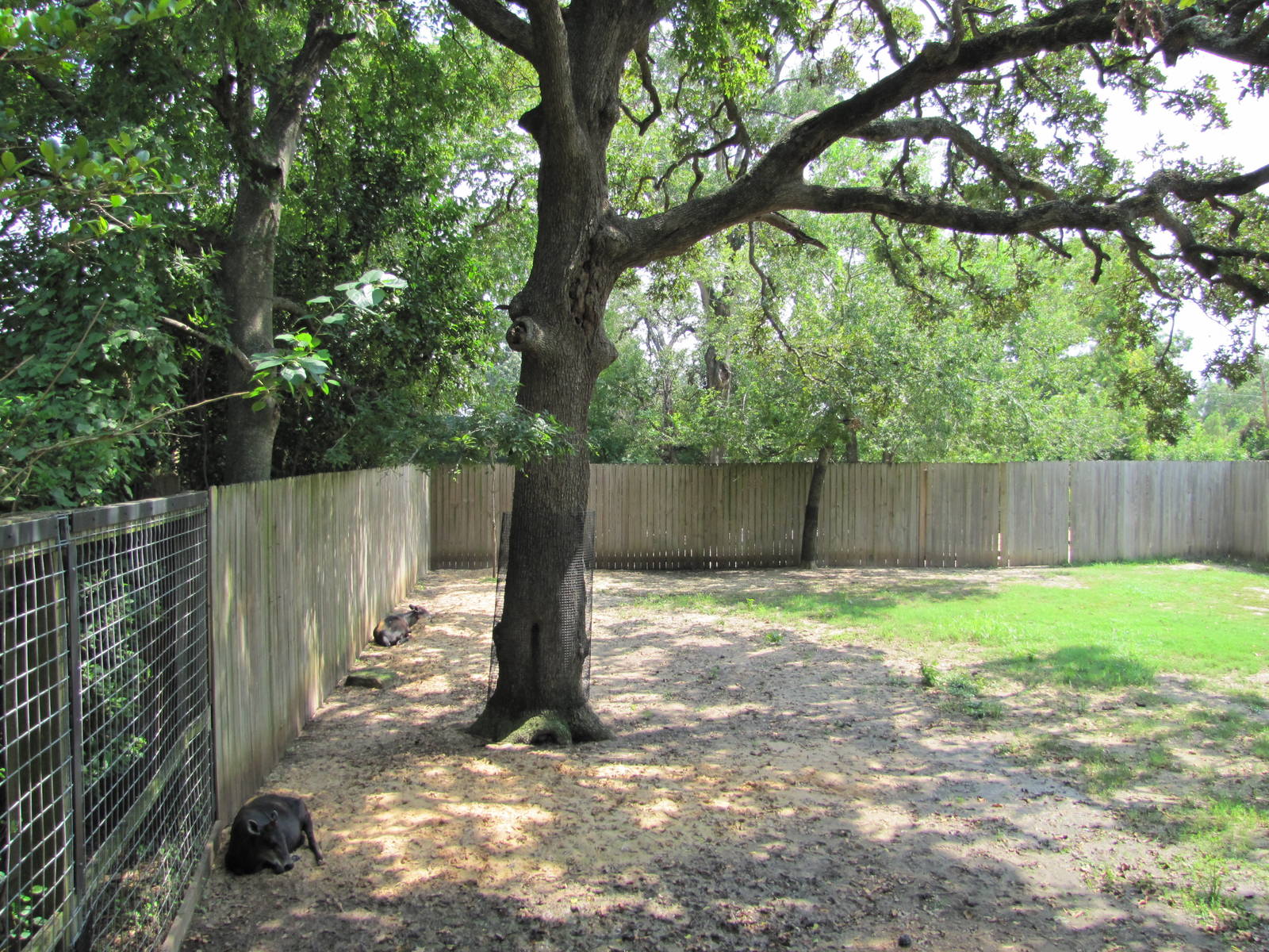 Houston Zoo 2010 - Left part of Okapi and Yellow-backed Duiker exhibit