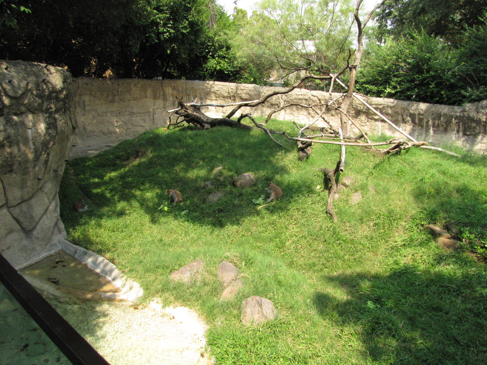 Houston Zoo 2010 - Left part of the Patas Monkey exhibit