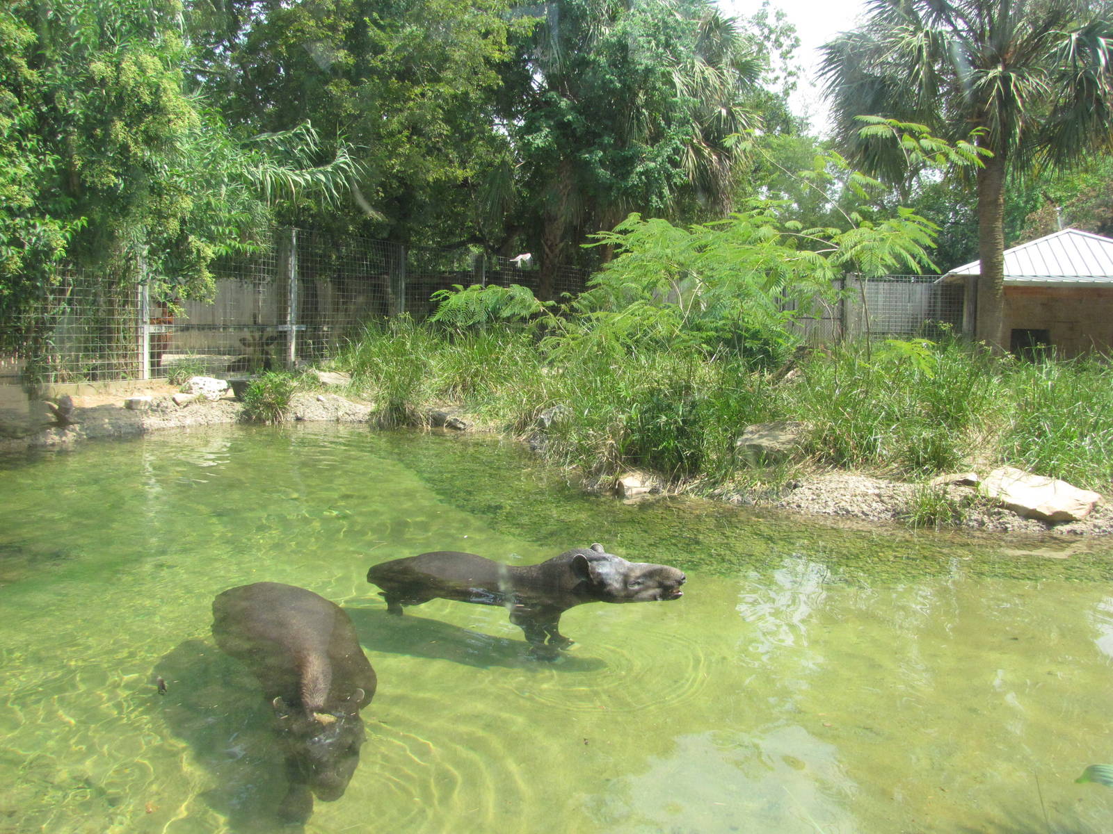 Houston Zoo 2010 - Left side of the fine Brazilian Tapir exhibit