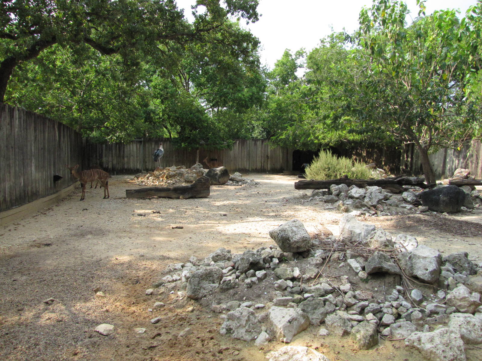 Houston Zoo 2010 - Lowland Nyala and Marabou exhibit