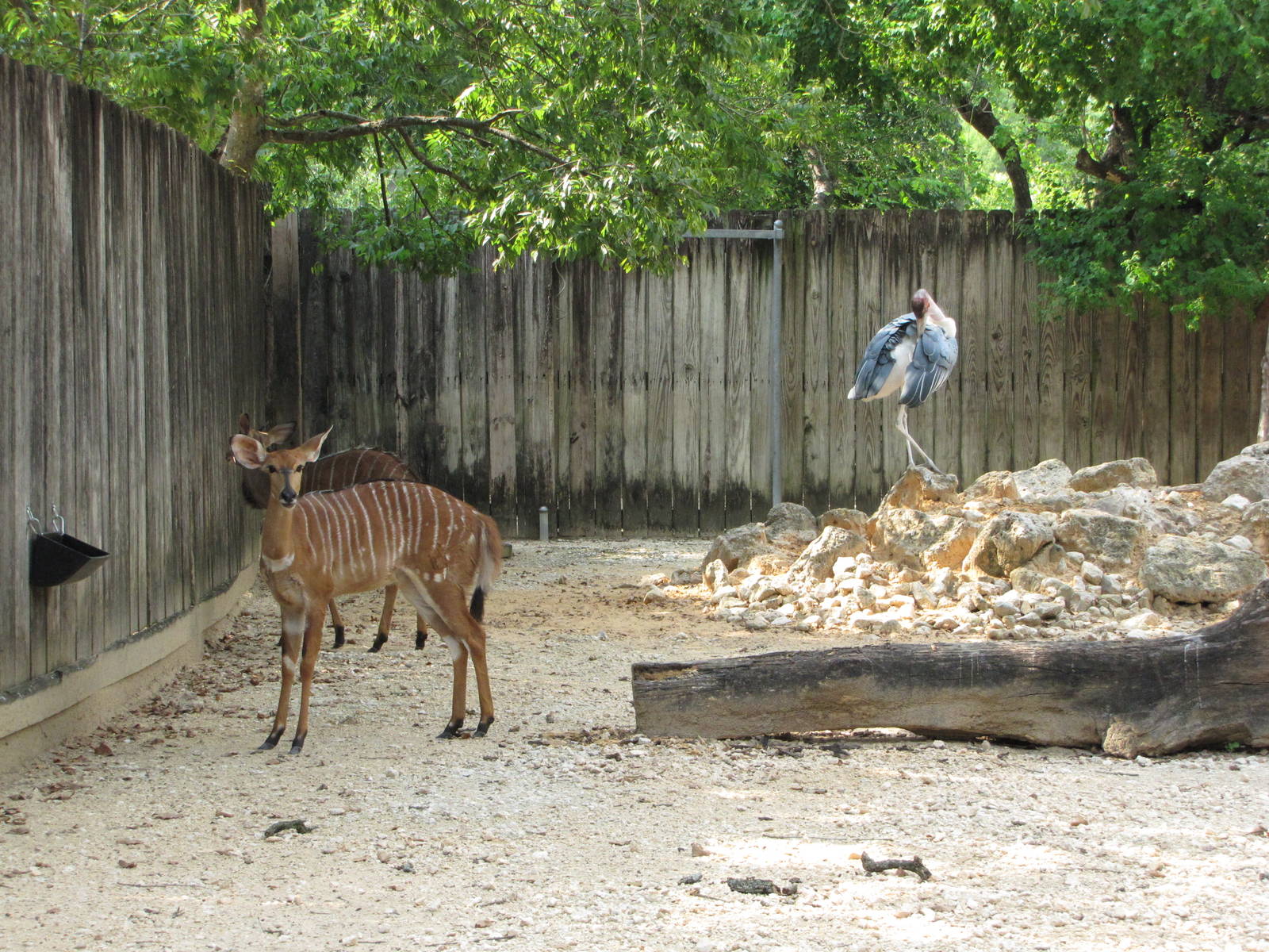 Houston Zoo 2010 - Lowland Nyala and Marabou