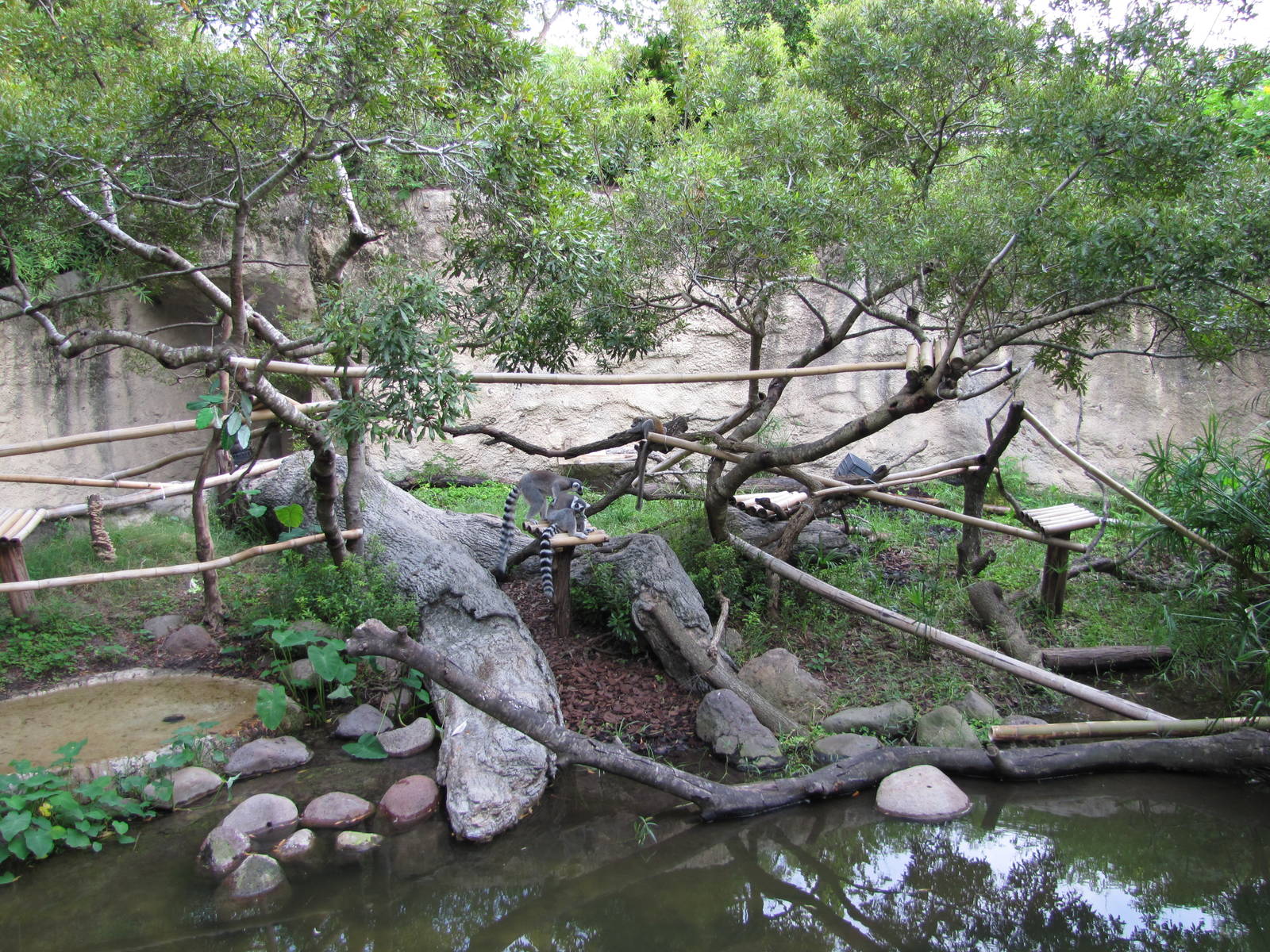 Houston Zoo 2010 - Mixed Lemur exhibit in Wortham World of Primates