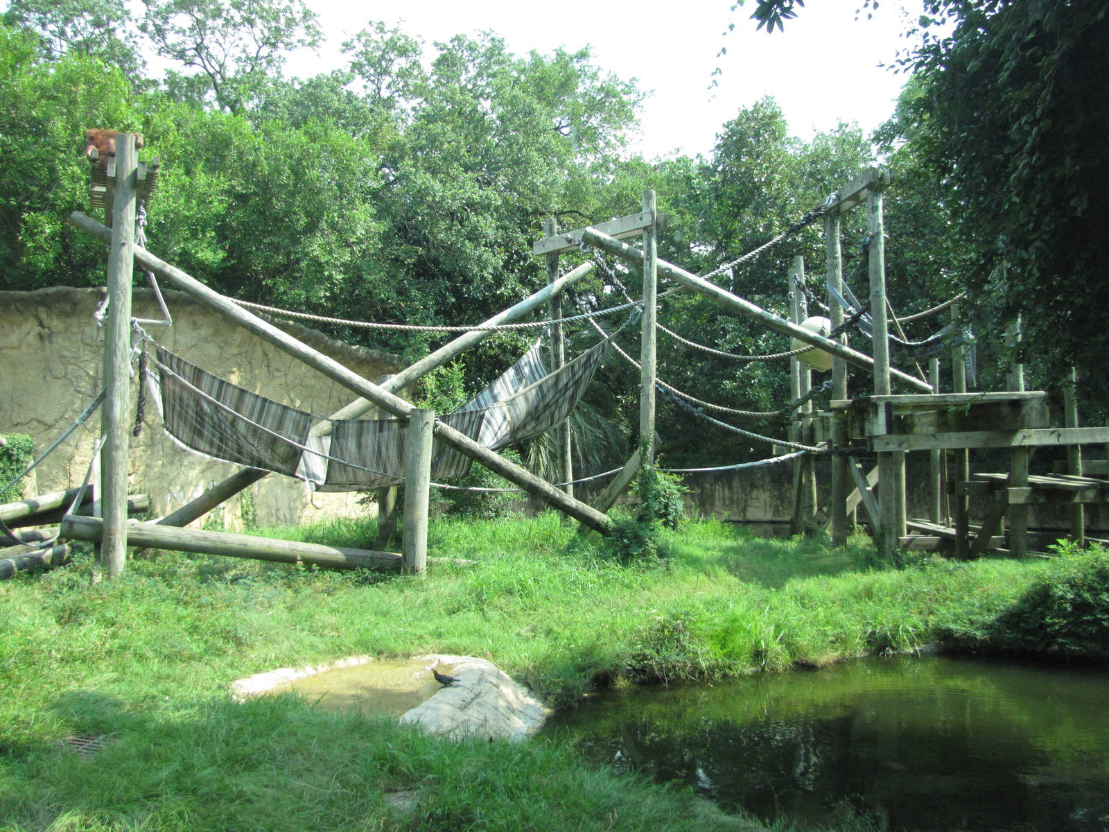Houston Zoo 2010 - Orangutan exhibit