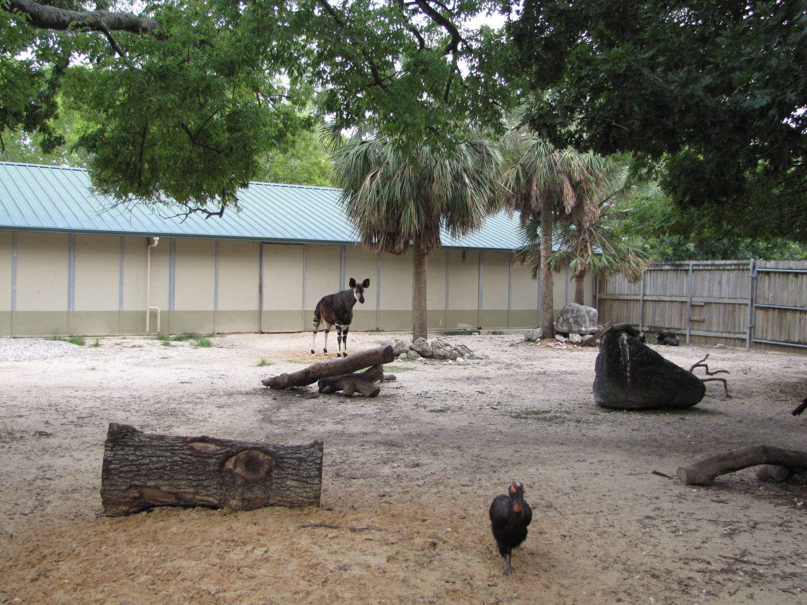 Houston Zoo 2010 - Part of another Okapi exhibit