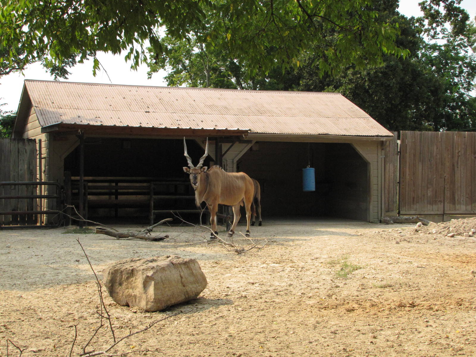 Houston Zoo 2010 - Part of Giant Eland exhibit