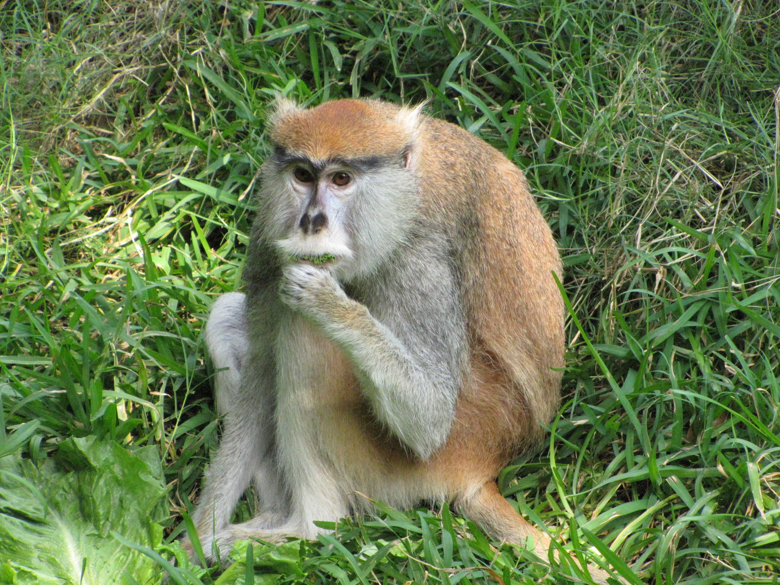 Houston Zoo 2010 - Patas Monkey