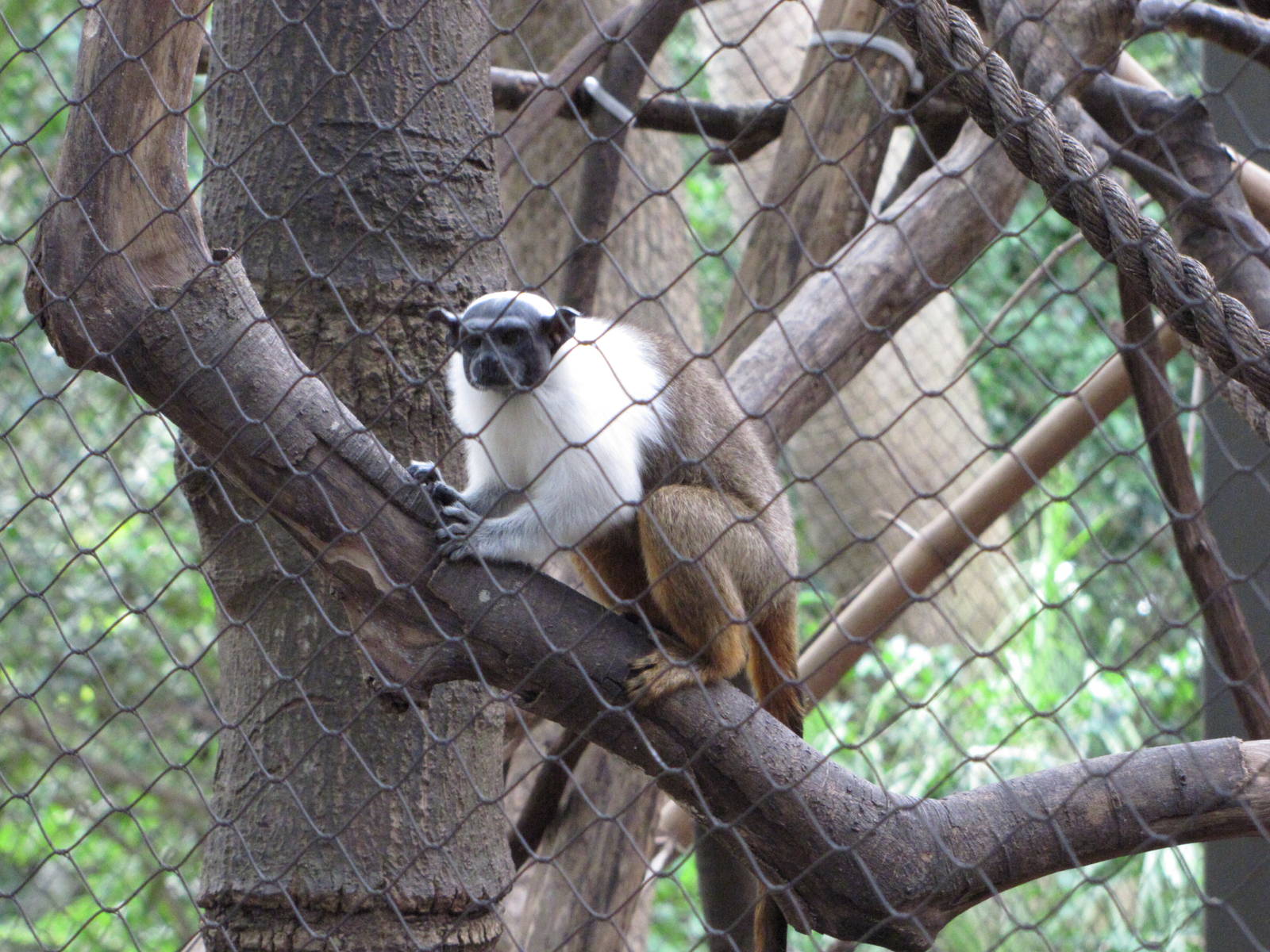 Houston Zoo 2010 - Pied Tamarin in Wortham World of Primates