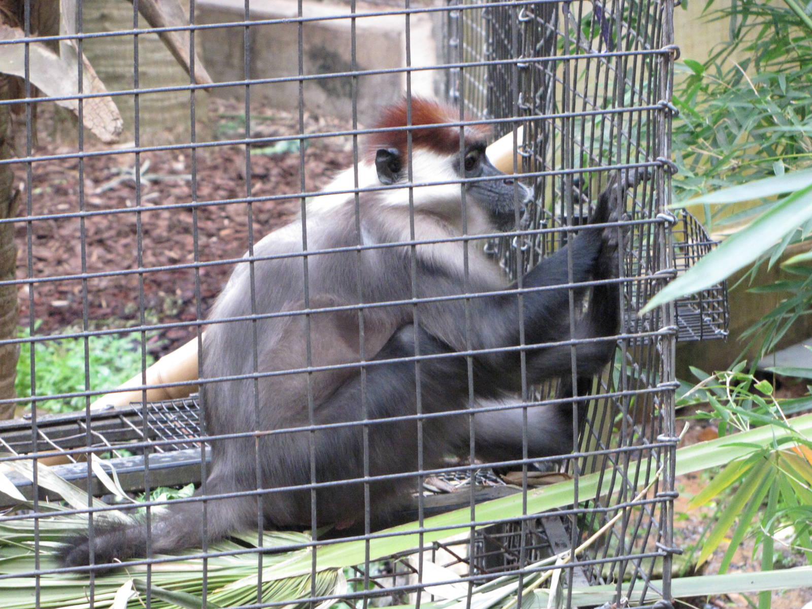 Houston Zoo 2010 - Red-capped Mangabey in Wortham World of Primates
