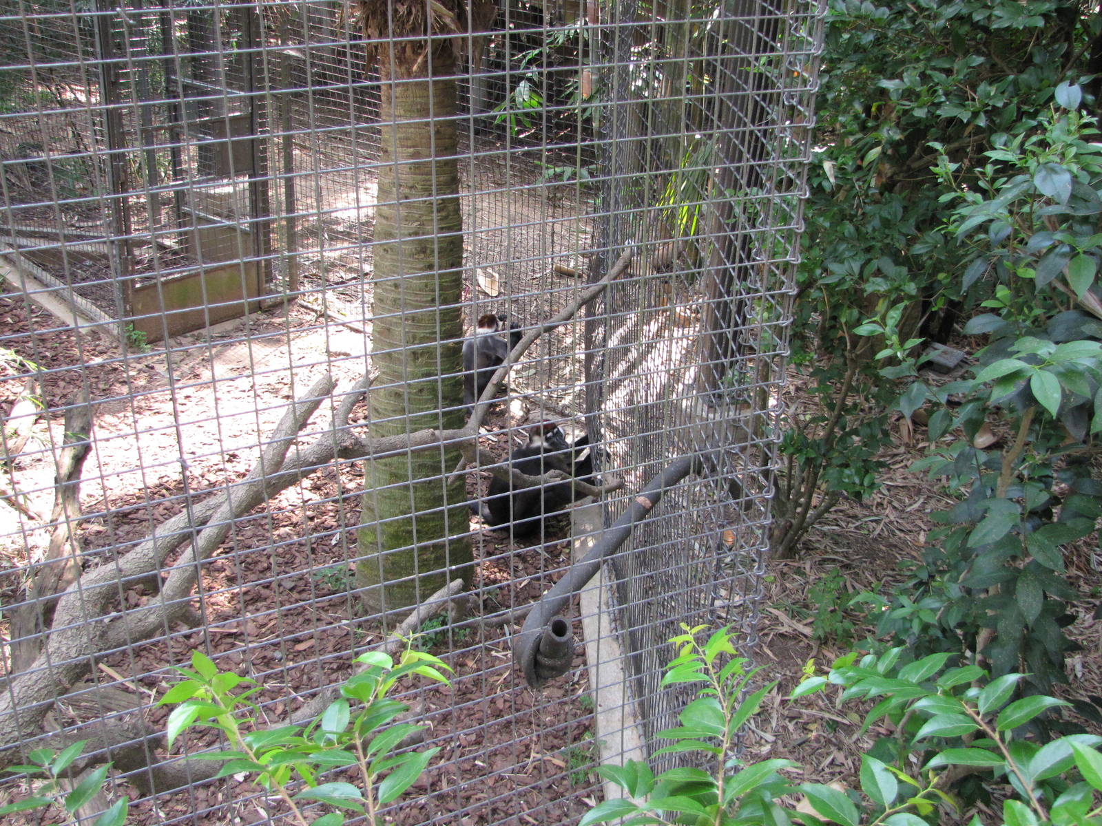 Houston Zoo 2010 - Red-capped Mangabeys in Wortham World of Primates
