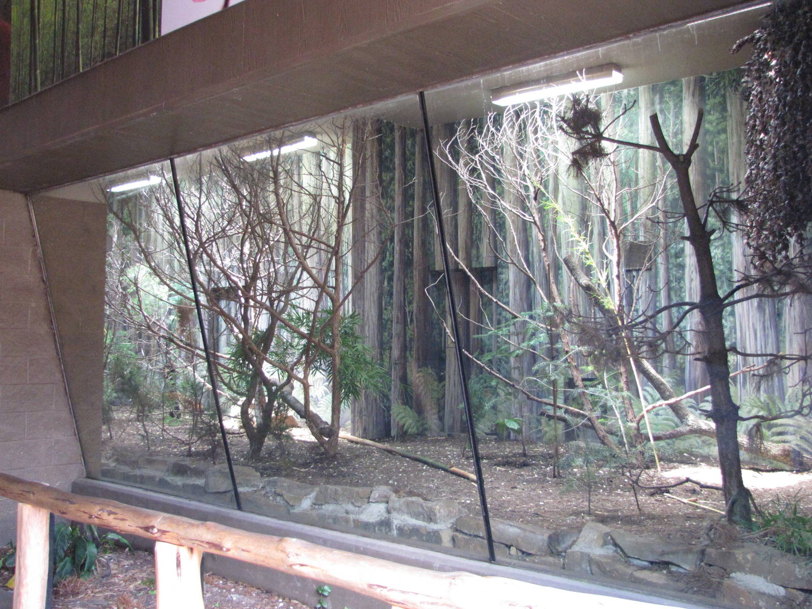 Houston Zoo 2010 - Red Panda exhibit