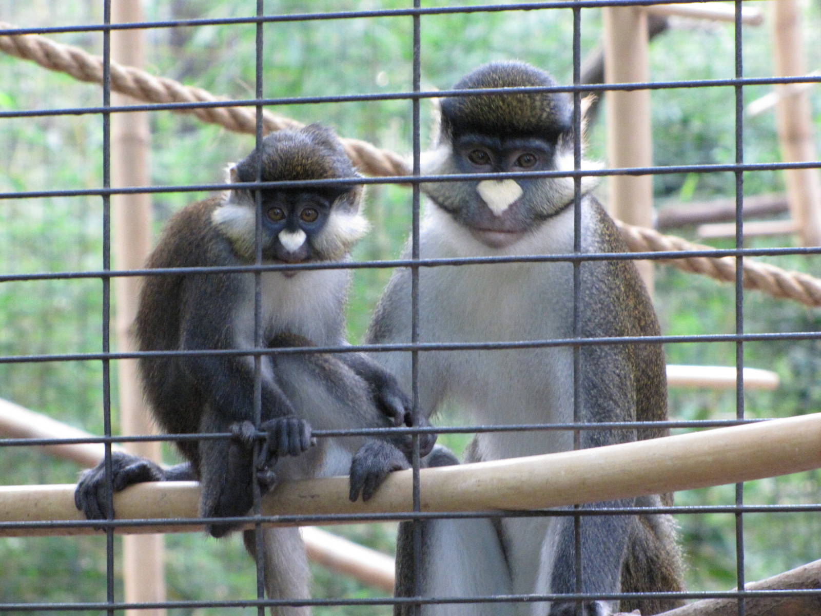 Houston Zoo 2010 - Red-tailed Guenon and young in Wortham World of Primates