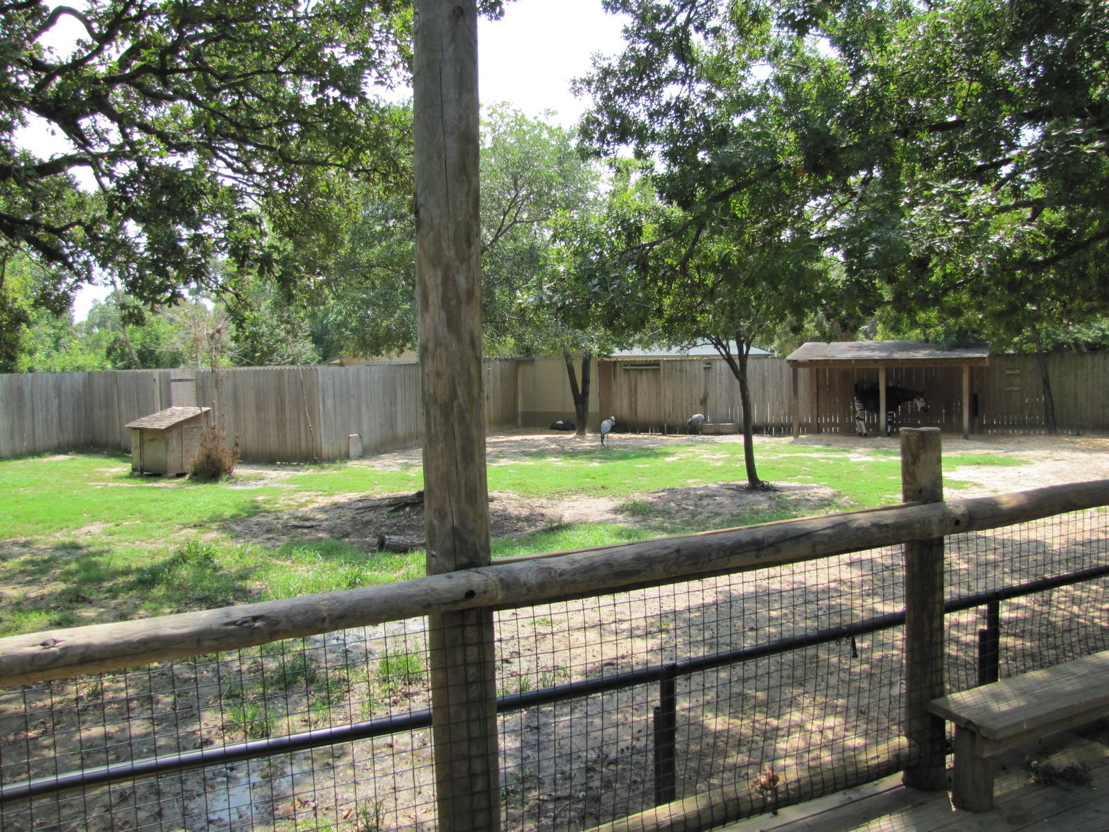 Houston Zoo 2010 - Right part of Okapi and Yellow-backed Duiker exhibit