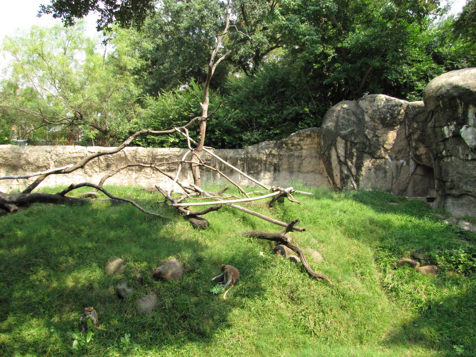 Houston Zoo 2010 - Right part of the Patas Monkey exhibit