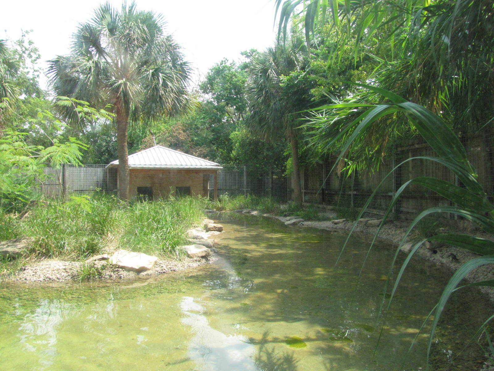 Houston Zoo 2010 - Right side of the fine Brazilian Tapir exhibit