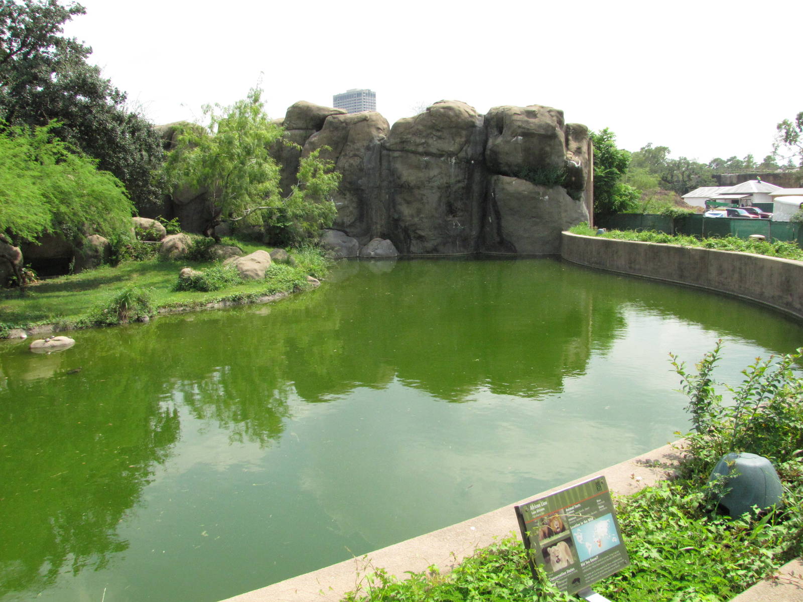 Houston Zoo 2010 - Right side of the very fine African Lion exhibit