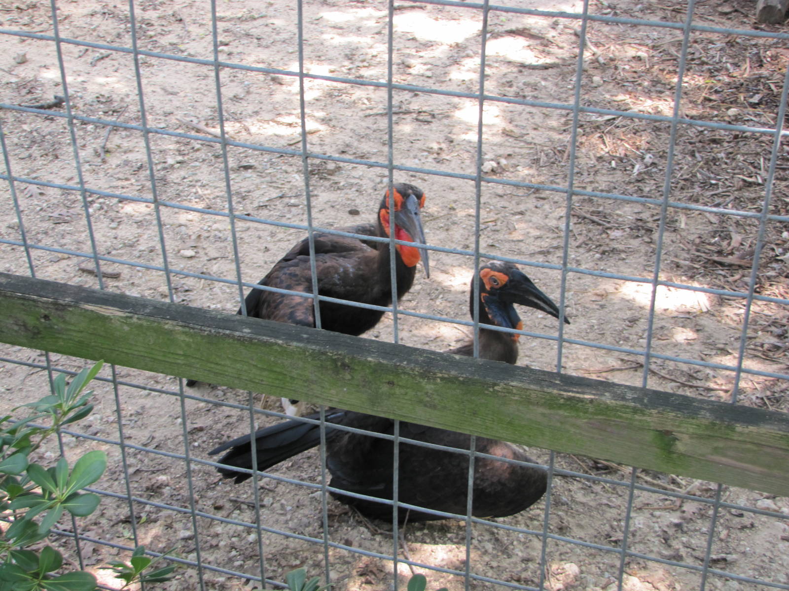 Houston Zoo 2010 - Southern Ground Hornbill