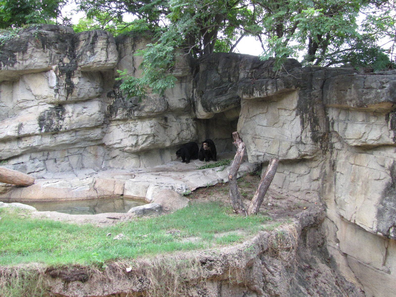 Houston Zoo 2010 - Spectacled Bears