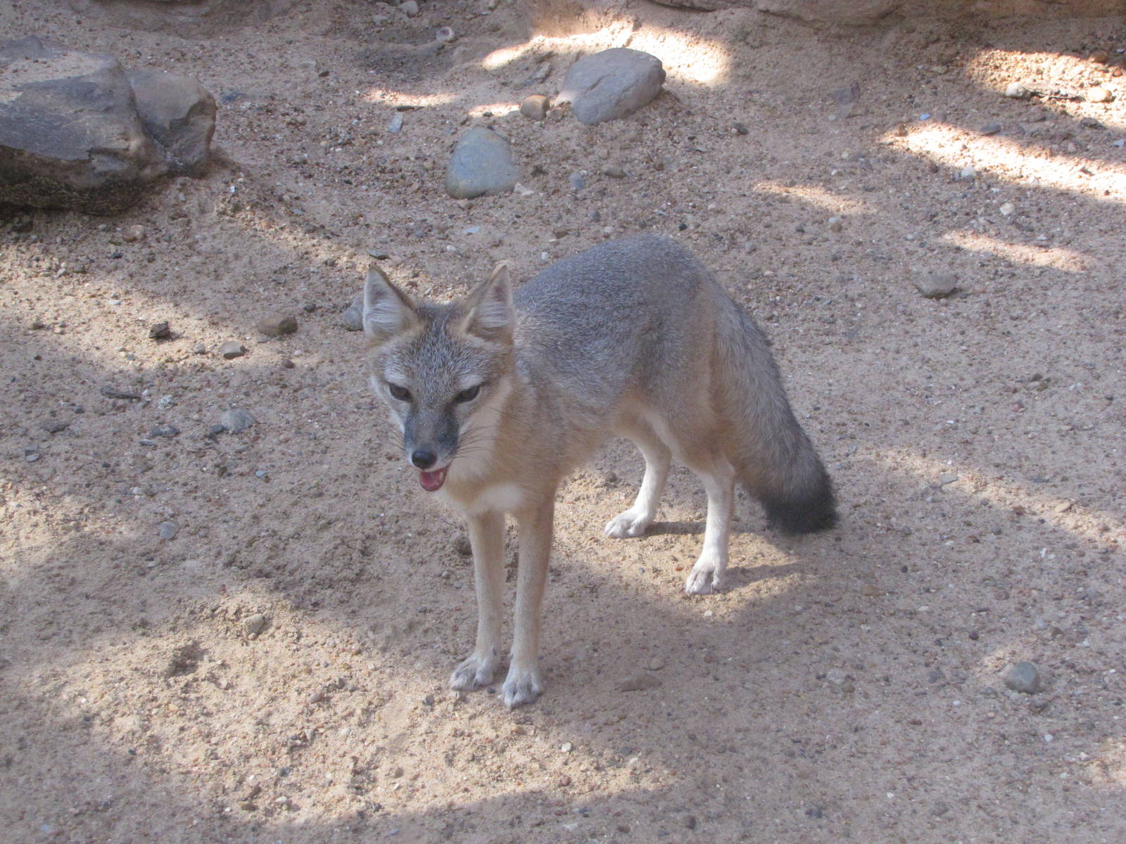 Houston Zoo 2010 - Swift Fox