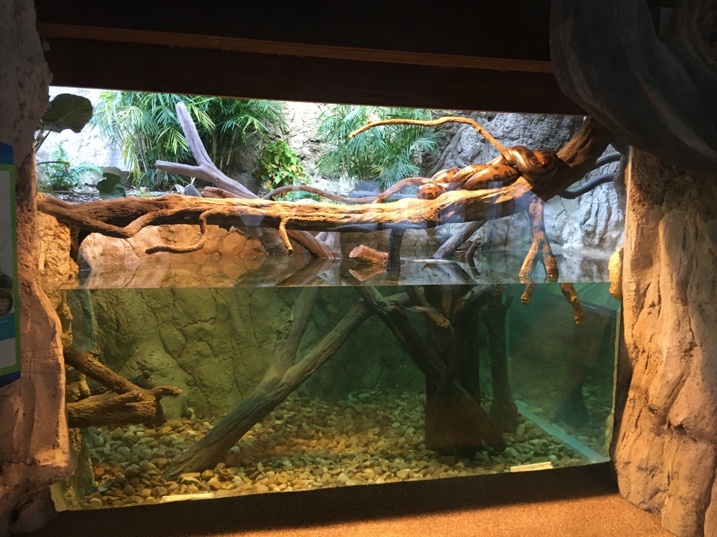 Houston Zoo Pantanal Green Anaconda Exhibit