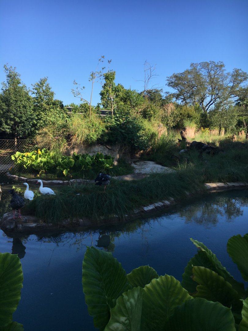 Houston Zoo Pantanal Mixed Species Exhibit