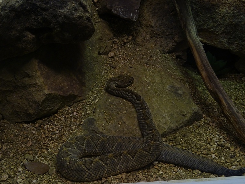 Houston Zoo rattlesnake (Reptile House)