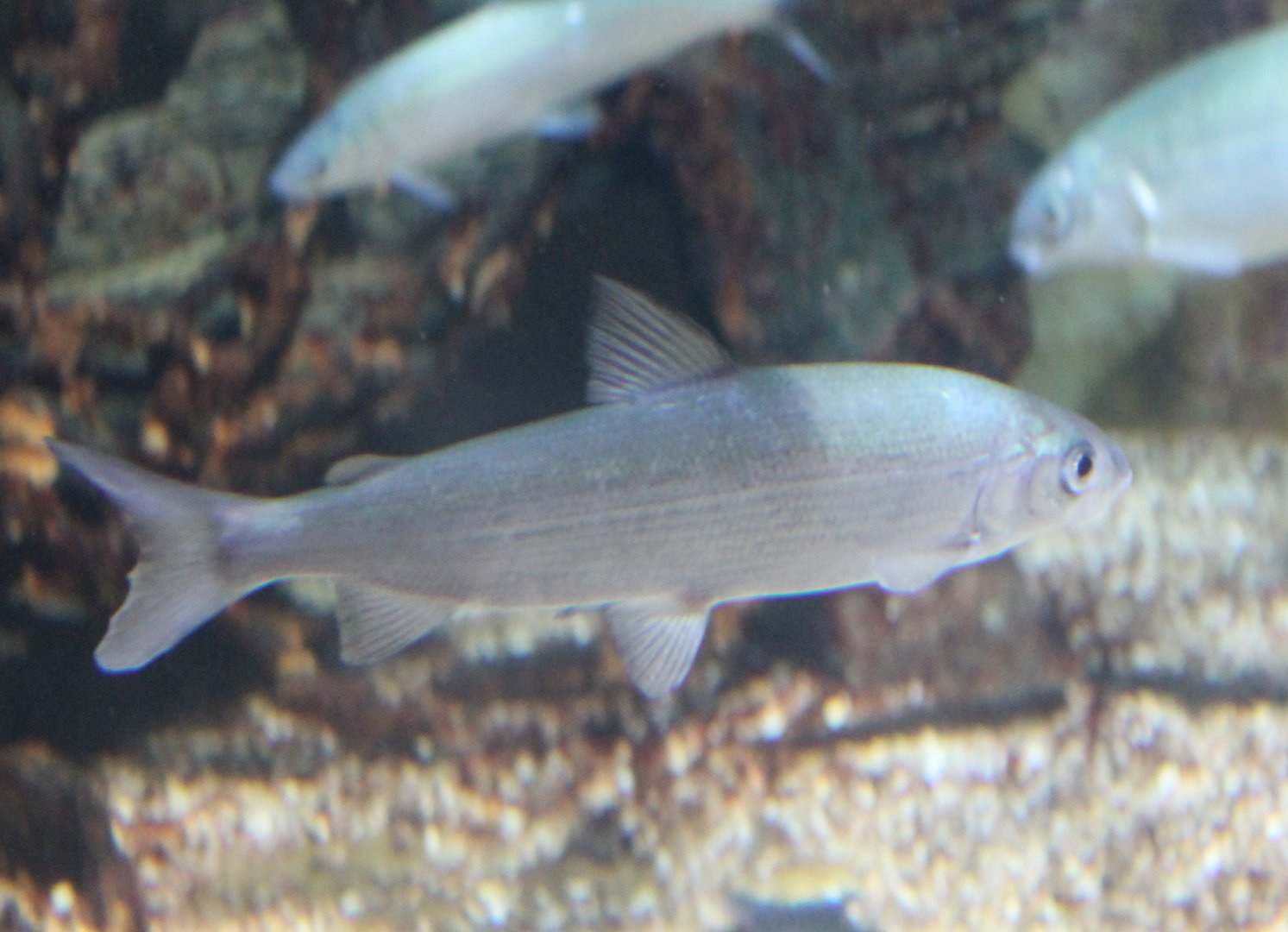 Houting - Coregonus oxyrhynchus