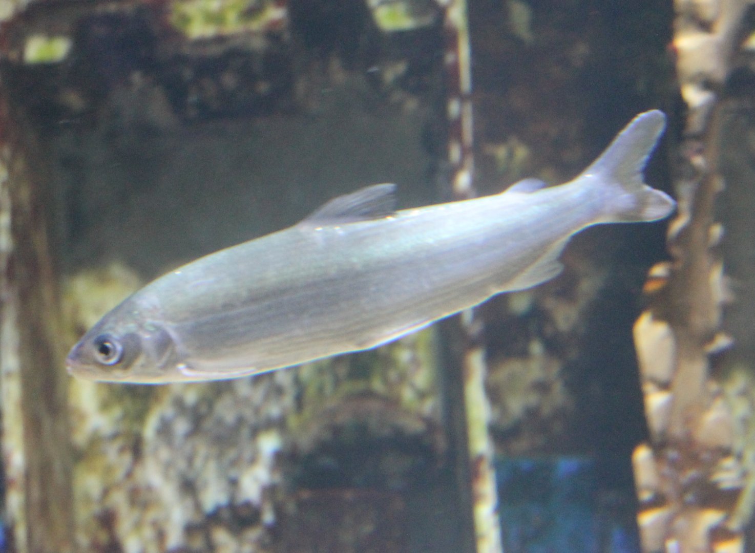 Houting - Coregonus oxyrhynchus