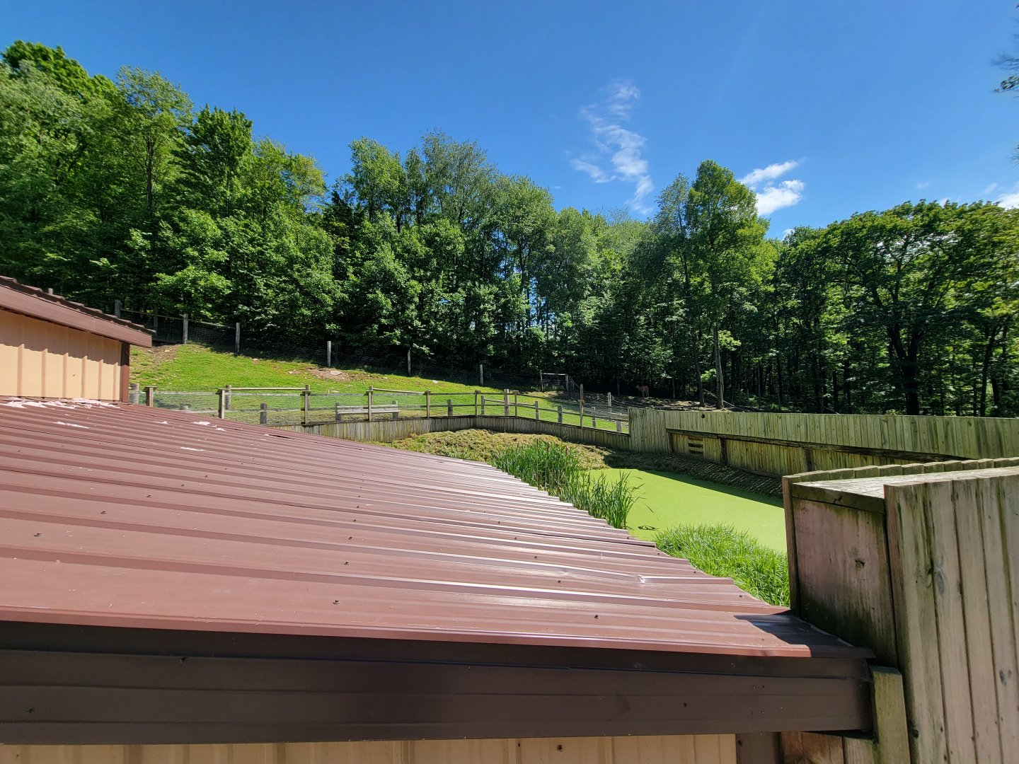 Hovatter's - Alligators in foreground, eland on hill