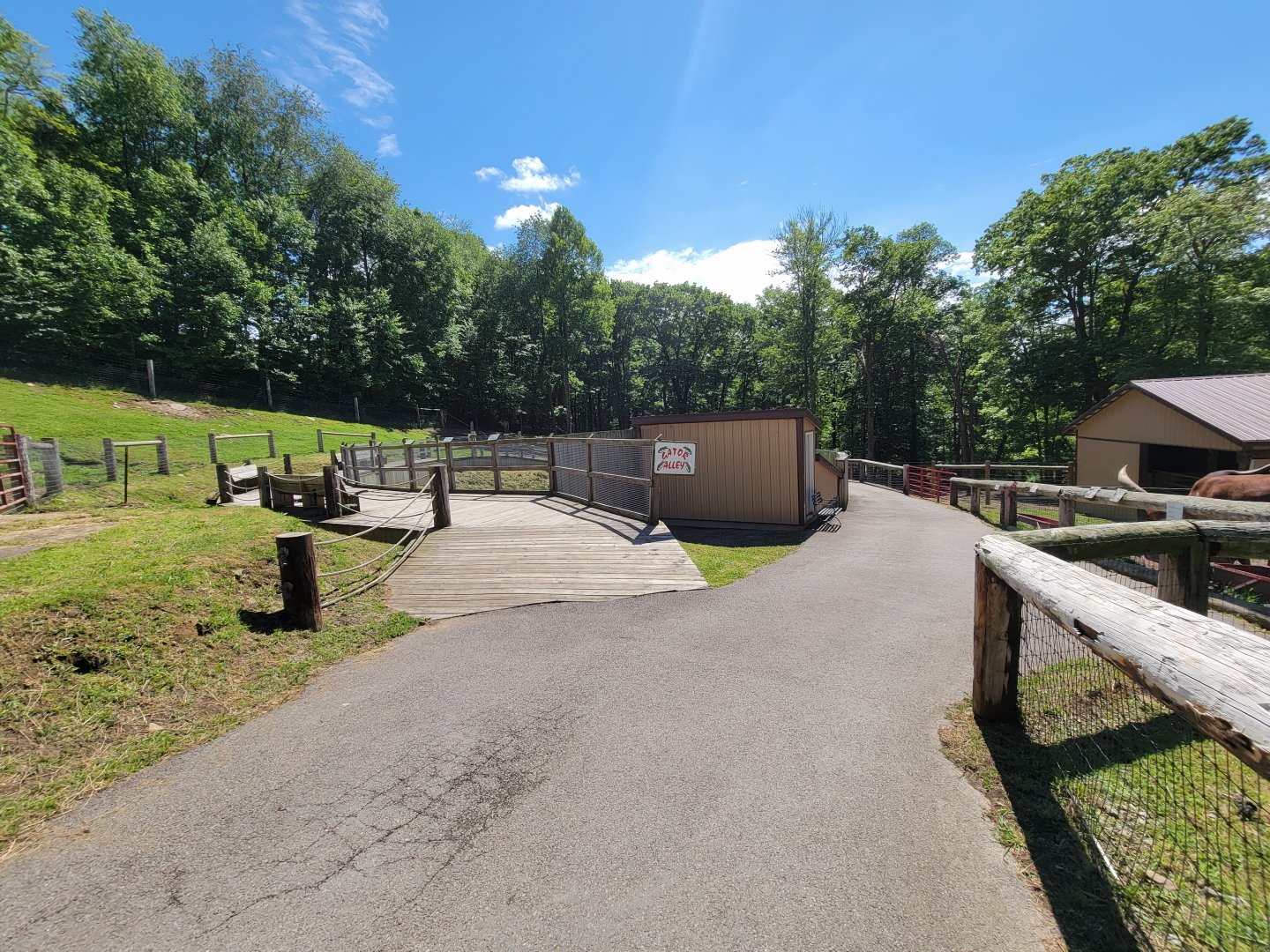 Hovatter's - American alligator