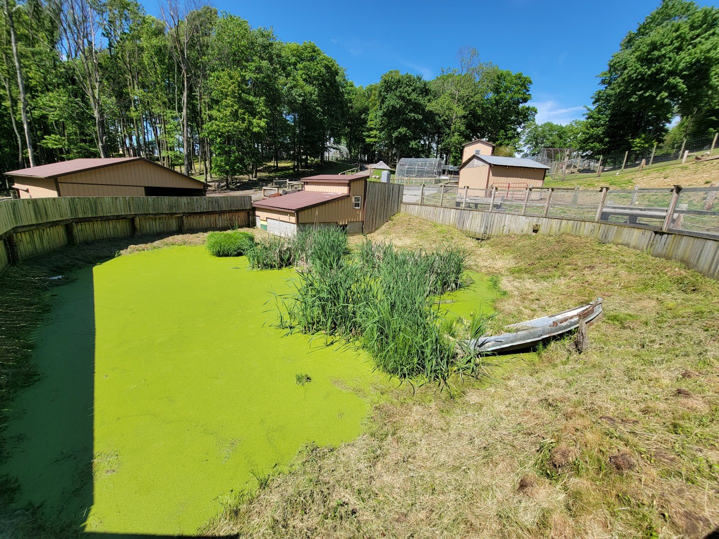 Hovatter's - American alligator