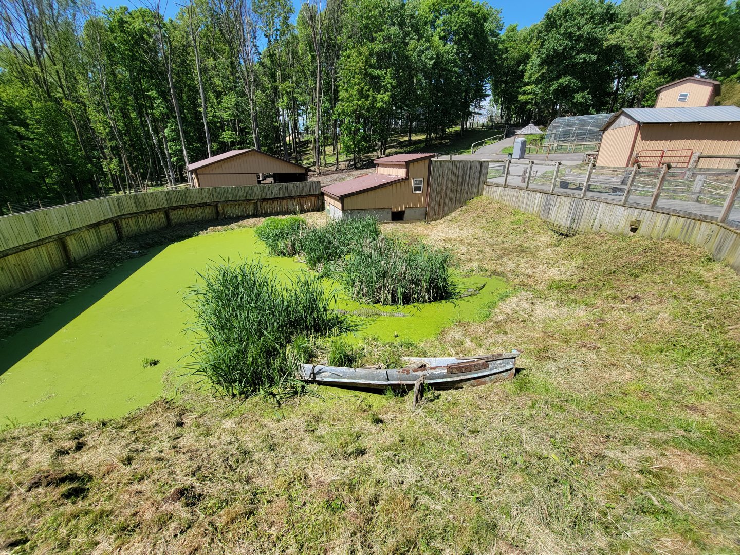 Hovatter's - American alligator