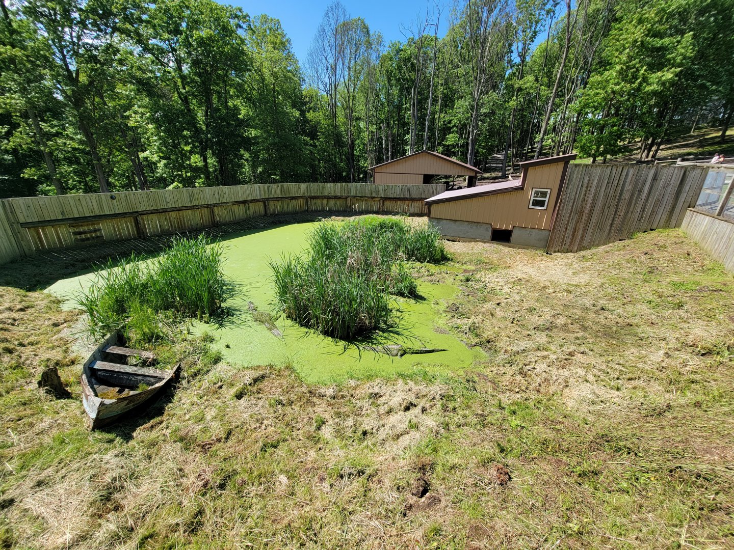 Hovatter's - American alligator