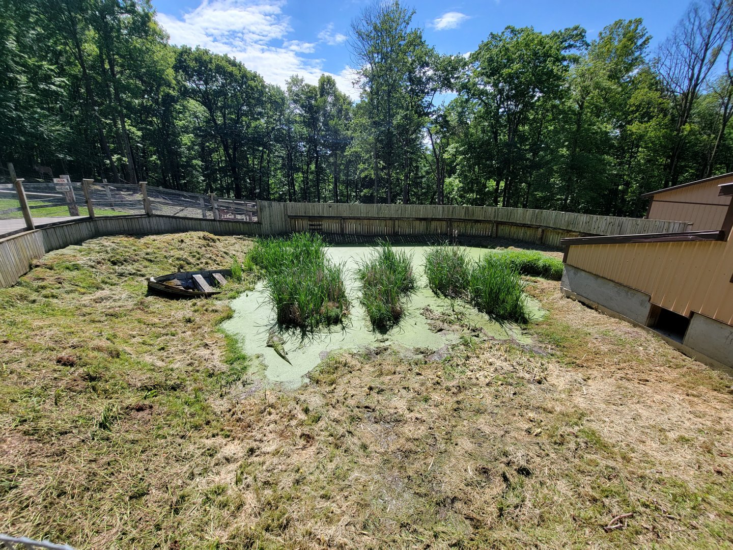 Hovatter's - American alligator